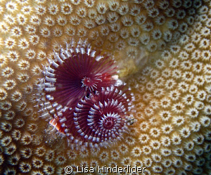 I love the contrast of this colorful Christmas Tree Worm ... by Lisa Hinderlider 